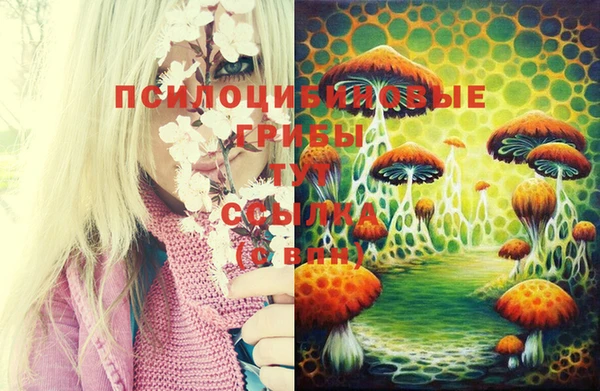 шишки Коряжма